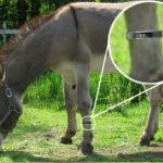 donkey wearing fitbit