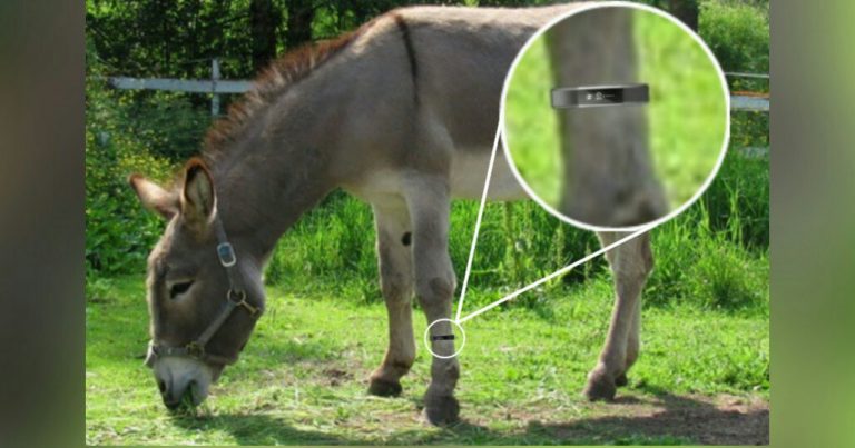 donkey wearing fitbit