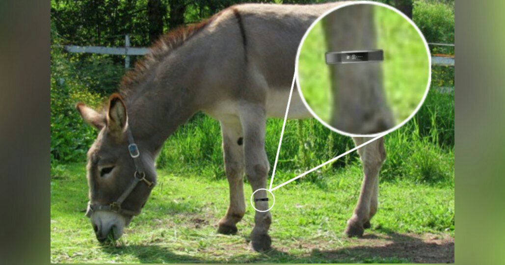 donkey wearing fitbit