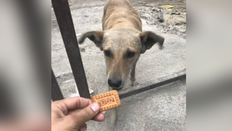 Parle g shop biscuit for dogs