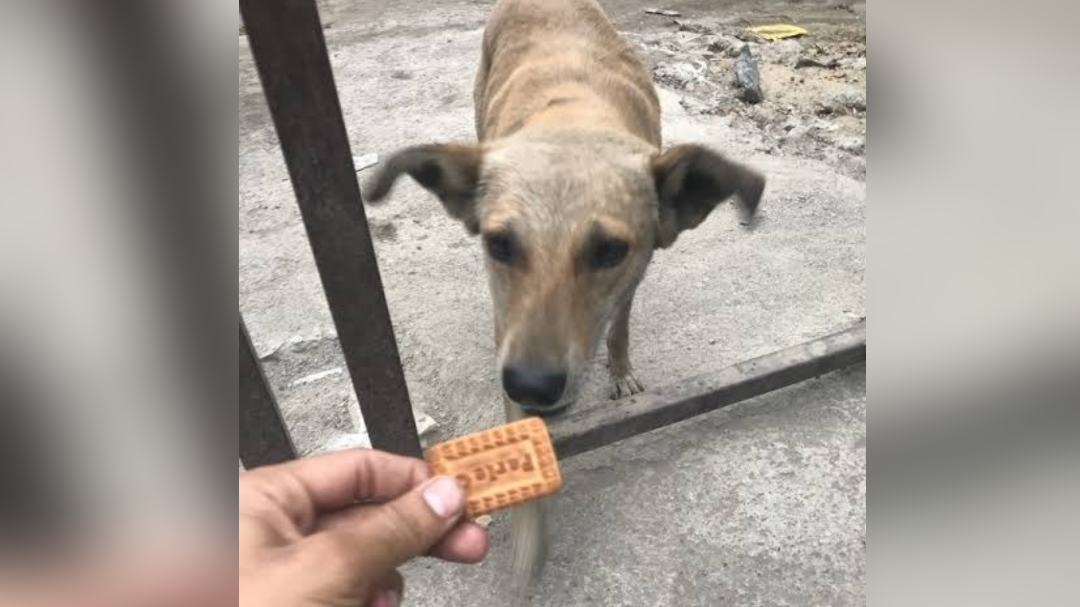 are parle g bad for street dogs