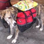 Amazon uses dog and cats to deliver products