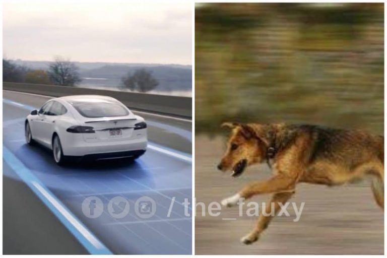Elon Musk donates 10000 driverless Cars So That Dogs Have Enough Vehicles to run after during Lockdown