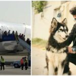 Pakistan Student Dog Ukraine